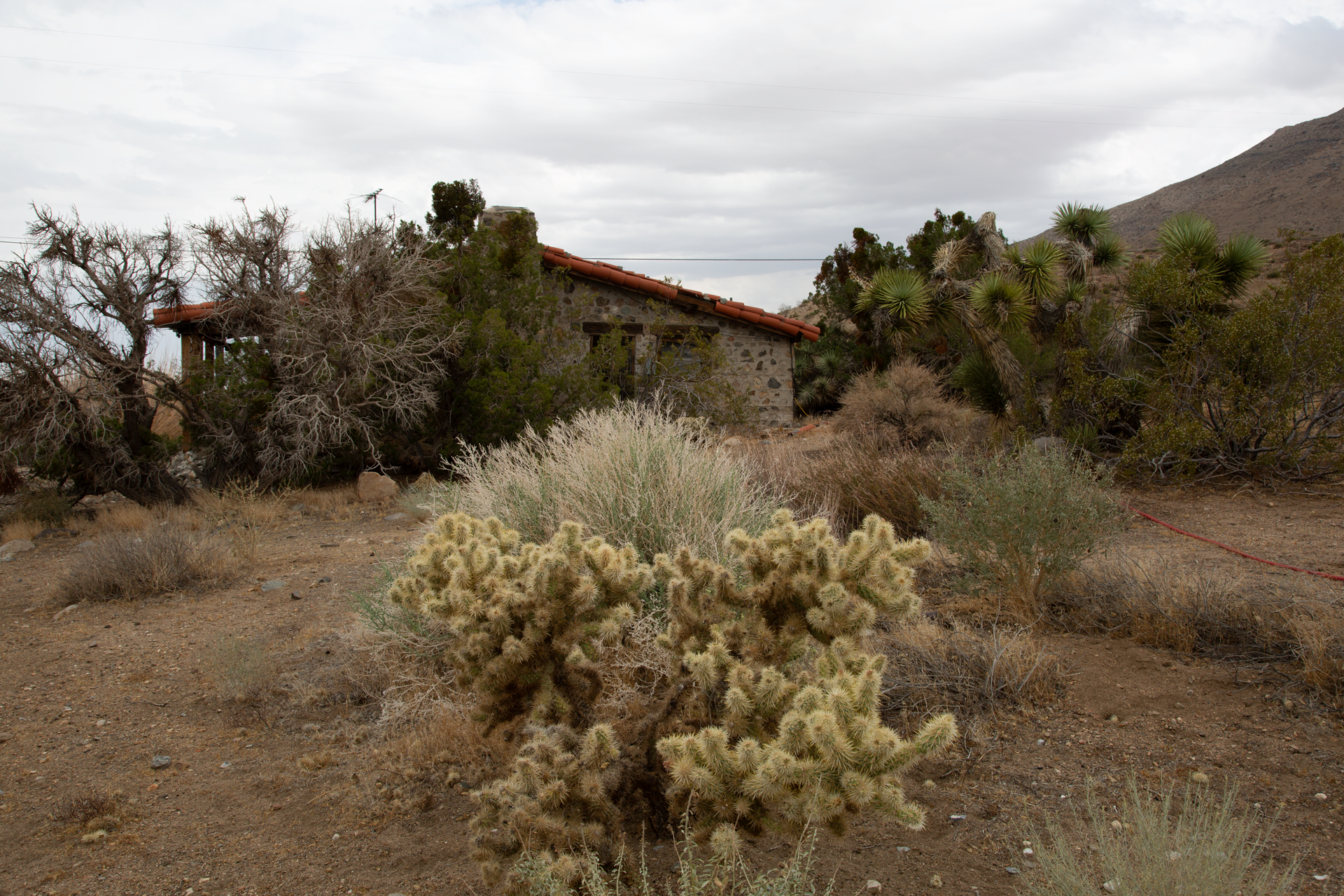 Cactus - Rustic House