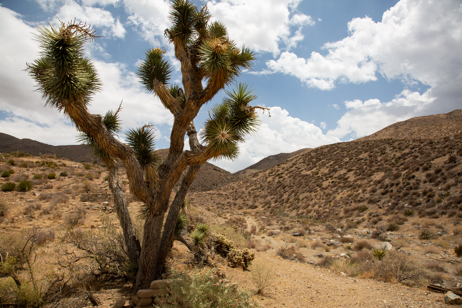 Juniper Yucca Tree